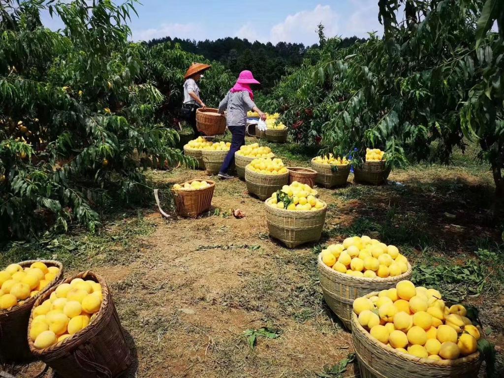 桃醉天下时节到了一颗佛系的炎陵黄桃要去旅行