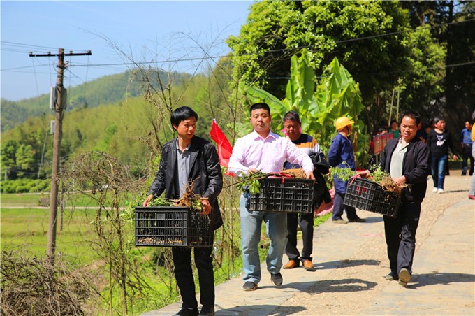鸡猪共舞笋当王 修山小产业托起脱贫梦