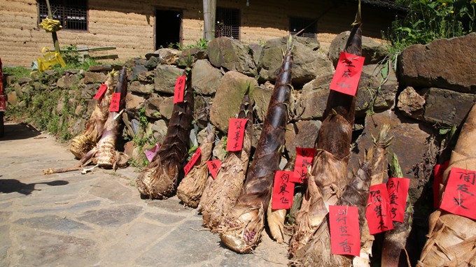 鸡猪共舞笋当王 修山小产业托起脱贫梦