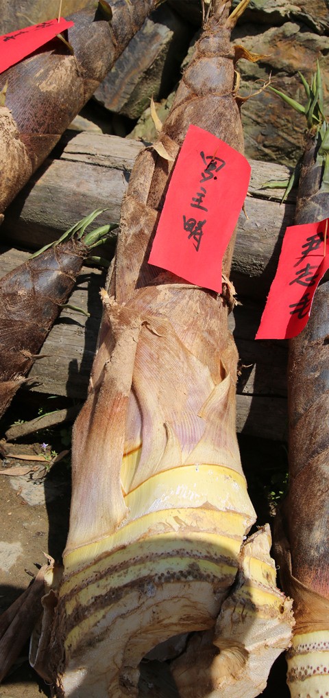 鸡猪共舞笋当王 修山小产业托起脱贫梦1