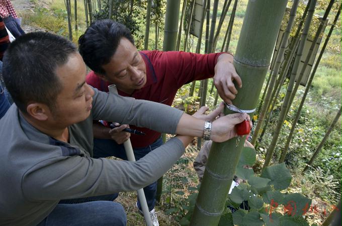 桃江县启动第二届楠竹"竹王"评选