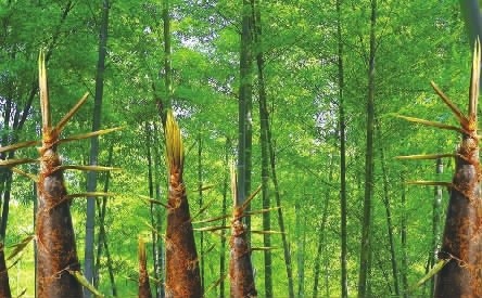 “食”在桃江分外香 (2)