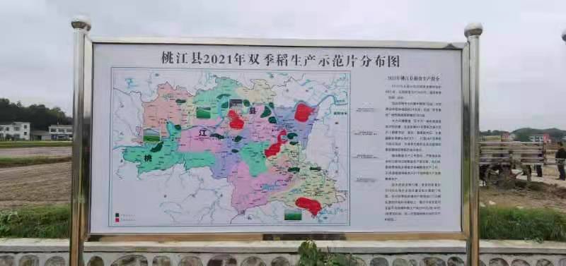 聚集三农抢晴天抓阴天桃江加紧翻耕大田抛插秧苗